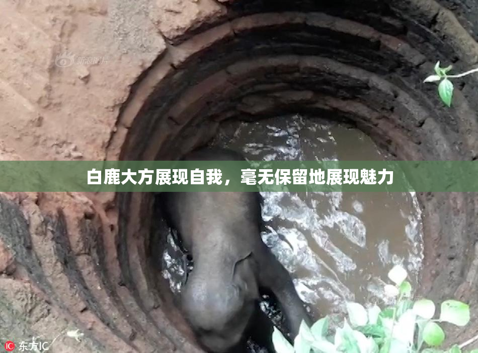 白鹿大方展现自我，毫无保留地展现魅力