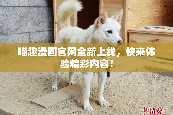 喵趣漫画官网全新上线，快来体验精彩内容！