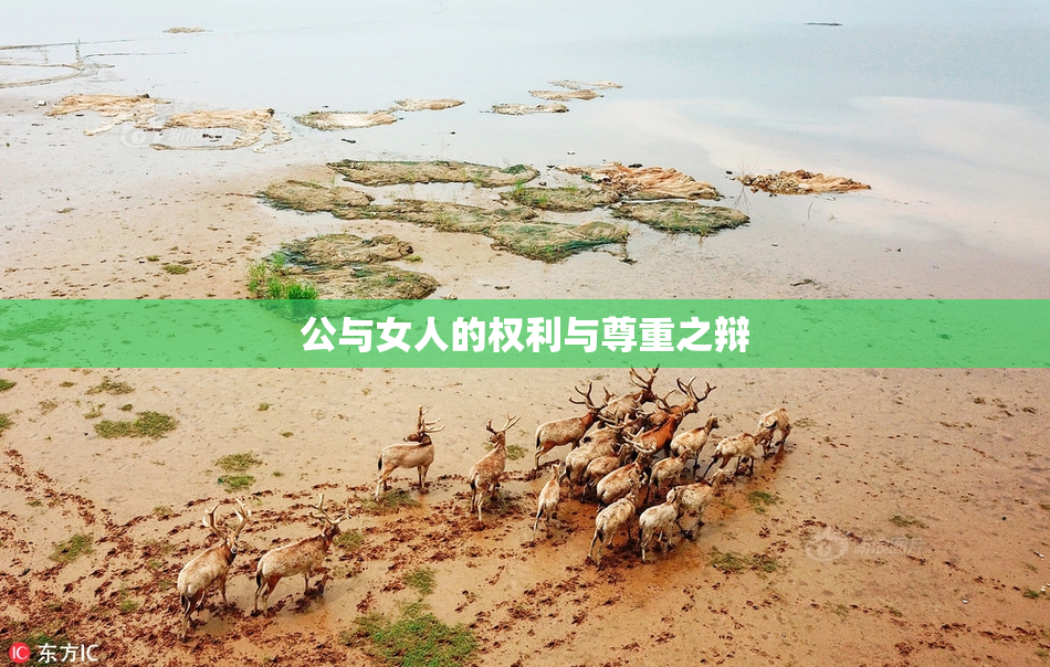 公与女人的权利与尊重之辩