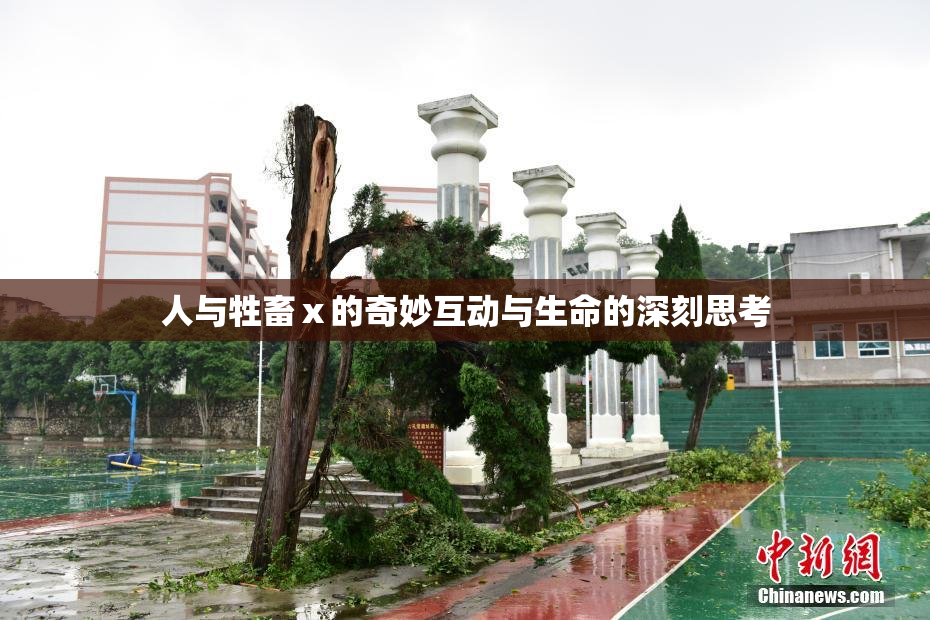 人与牲畜ⅹ的奇妙互动与生命的深刻思考