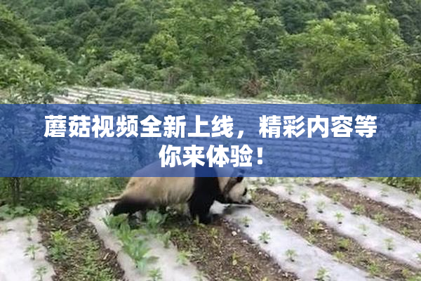 蘑菇视频全新上线，精彩内容等你来体验！