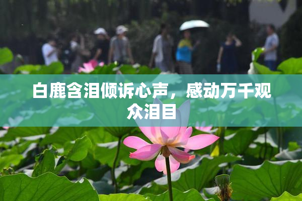 白鹿含泪倾诉心声，感动万千观众泪目