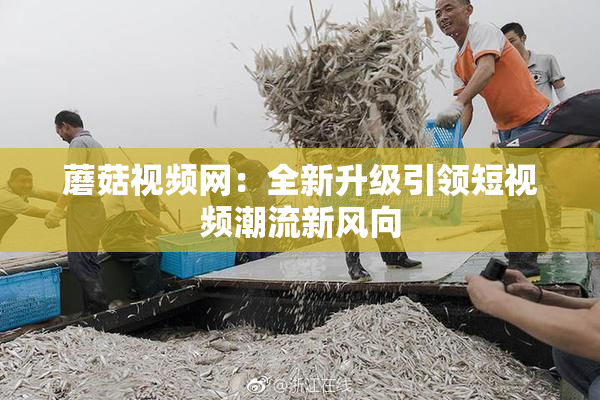 蘑菇视频网：全新升级引领短视频潮流新风向