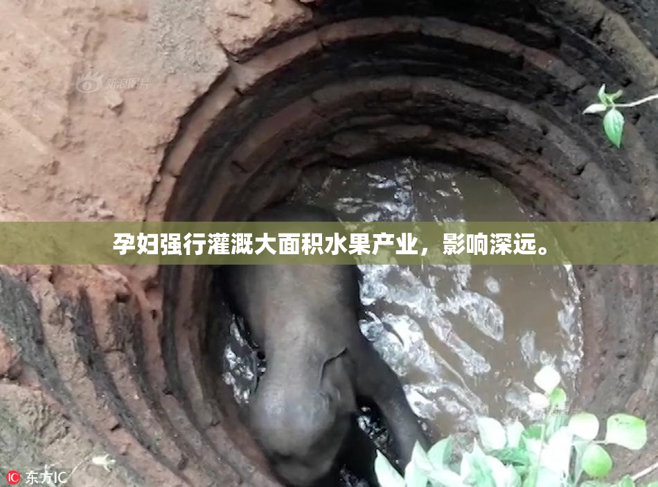 孕妇强行灌溉大面积水果产业，影响深远。