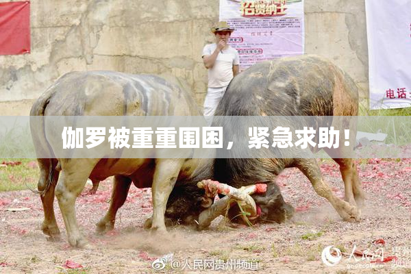 伽罗被重重围困，紧急求助！