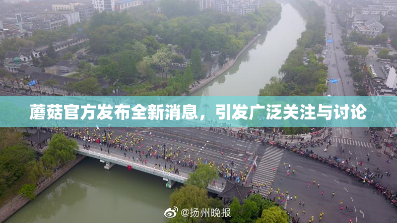 蘑菇官方发布全新消息，引发广泛关注与讨论