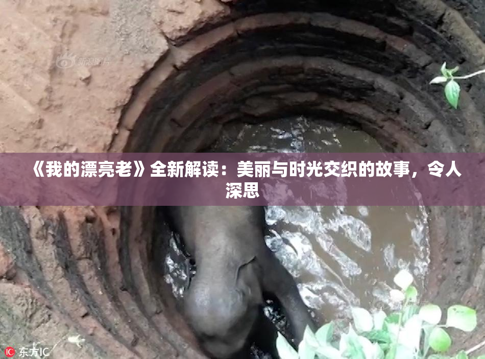 《我的漂亮老》全新解读：美丽与时光交织的故事，令人深思