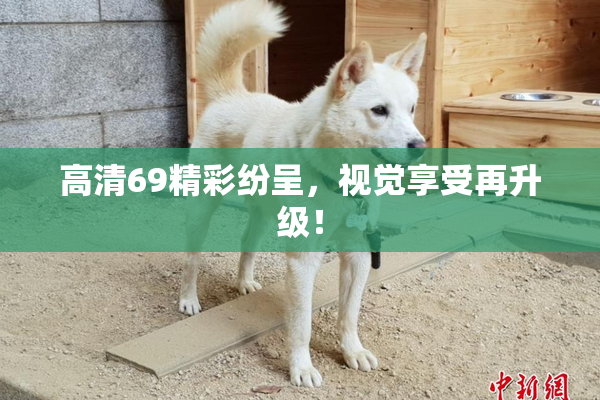 高清69精彩纷呈，视觉享受再升级！