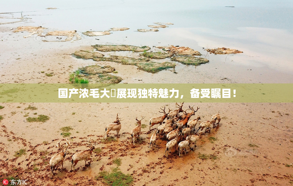 国产浓毛大泬展现独特魅力，备受瞩目！