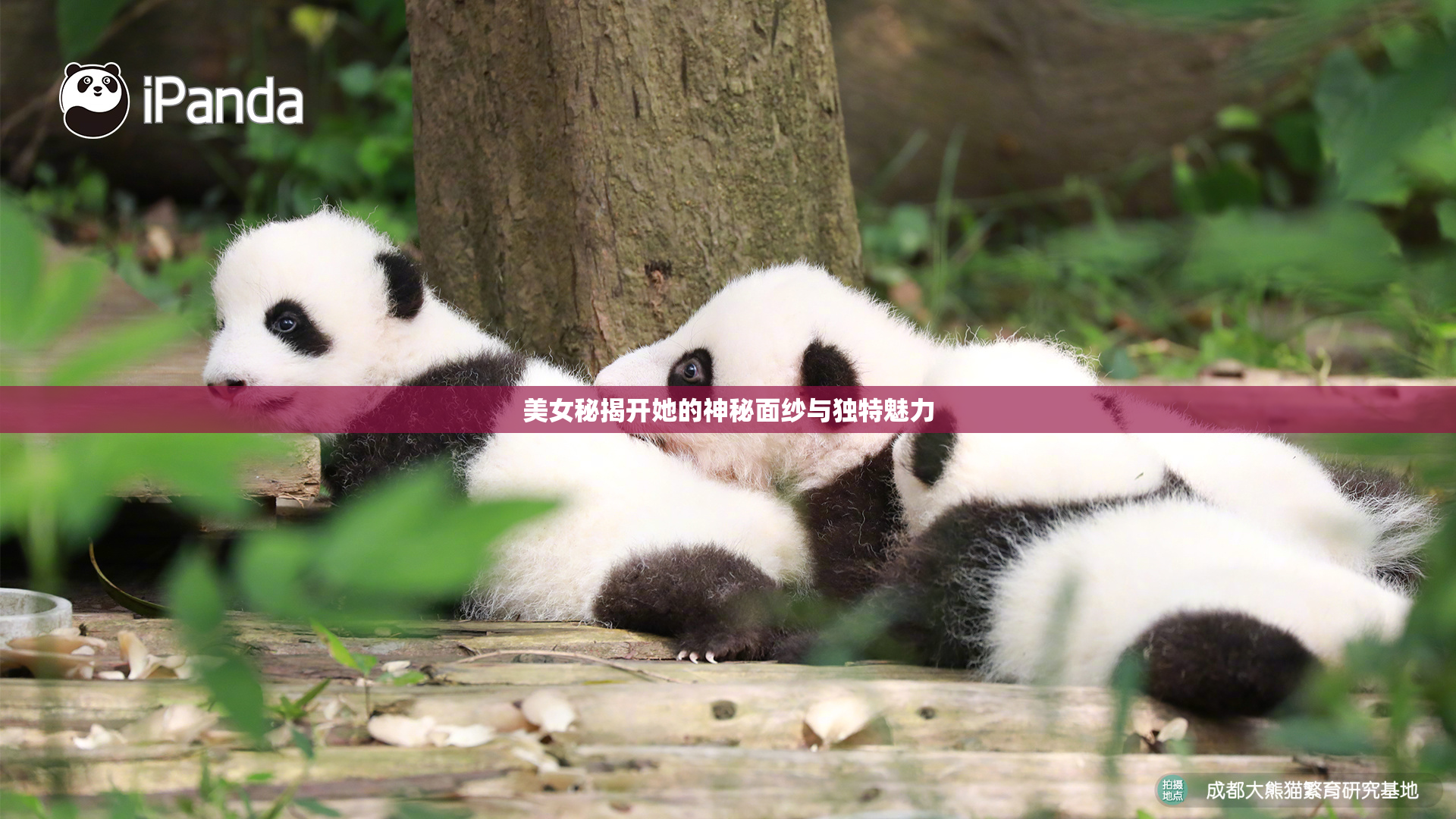 美女秘揭开她的神秘面纱与独特魅力
