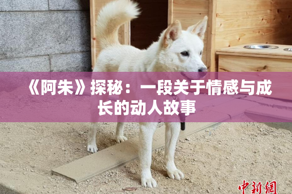 《阿朱》探秘：一段关于情感与成长的动人故事