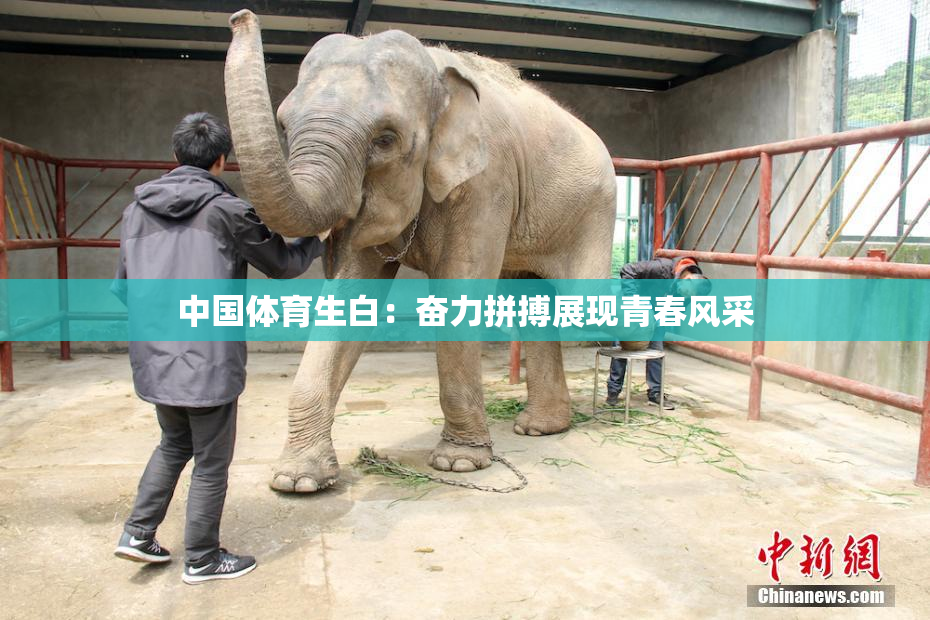 中国体育生白：奋力拼搏展现青春风采