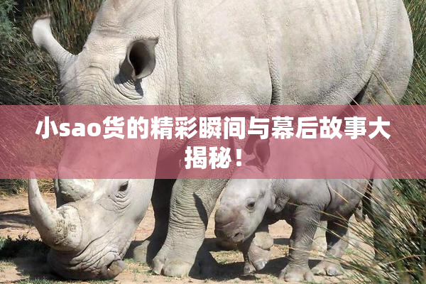 小sao货的精彩瞬间与幕后故事大揭秘！