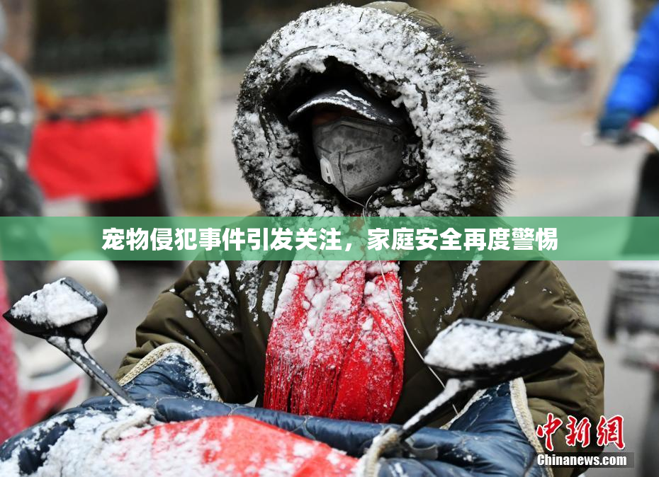 宠物侵犯事件引发关注，家庭安全再度警惕