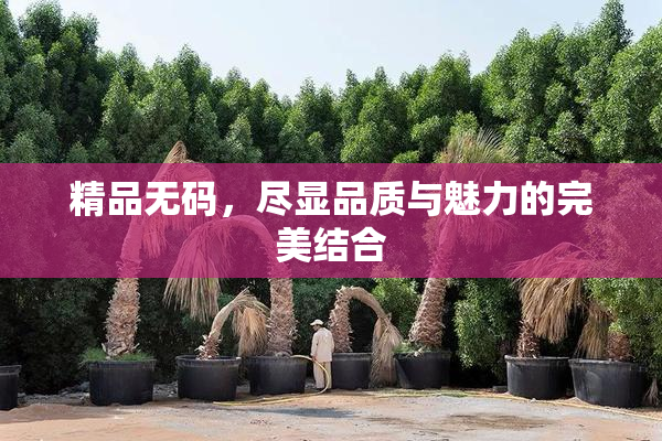精品无码，尽显品质与魅力的完美结合