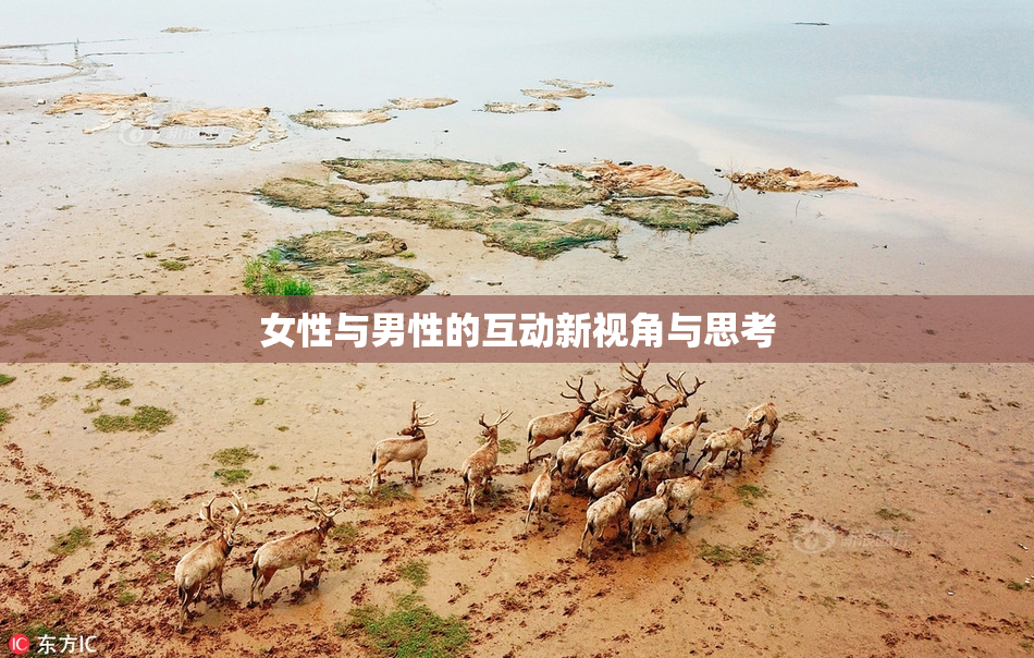 女性与男性的互动新视角与思考