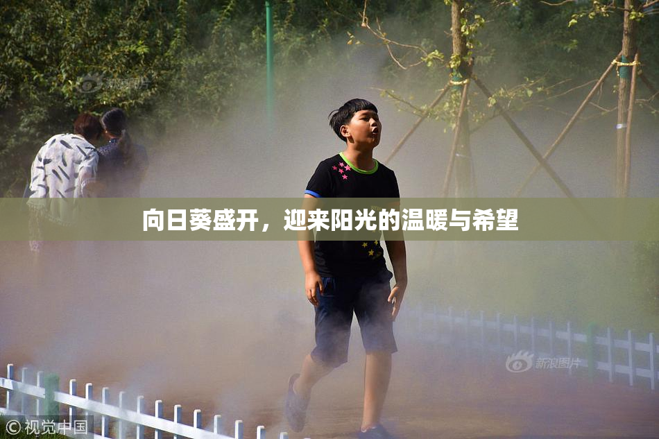 向日葵盛开，迎来阳光的温暖与希望