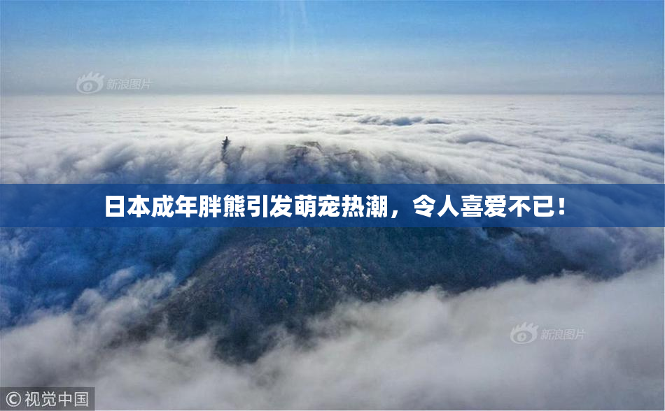 日本成年胖熊引发萌宠热潮，令人喜爱不已！