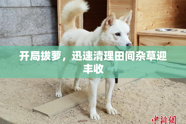 开局拔萝，迅速清理田间杂草迎丰收