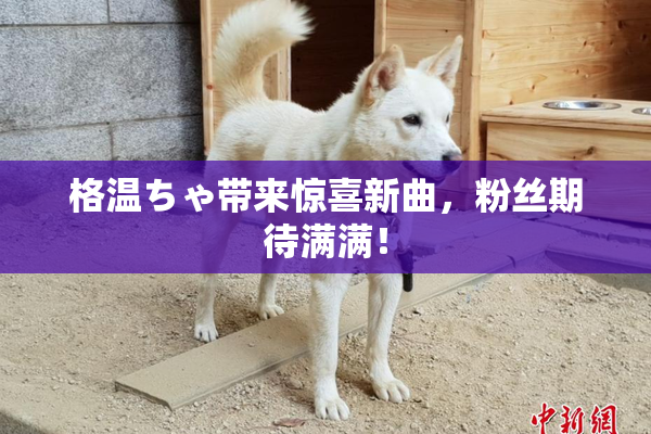 格温ちゃ带来惊喜新曲，粉丝期待满满！