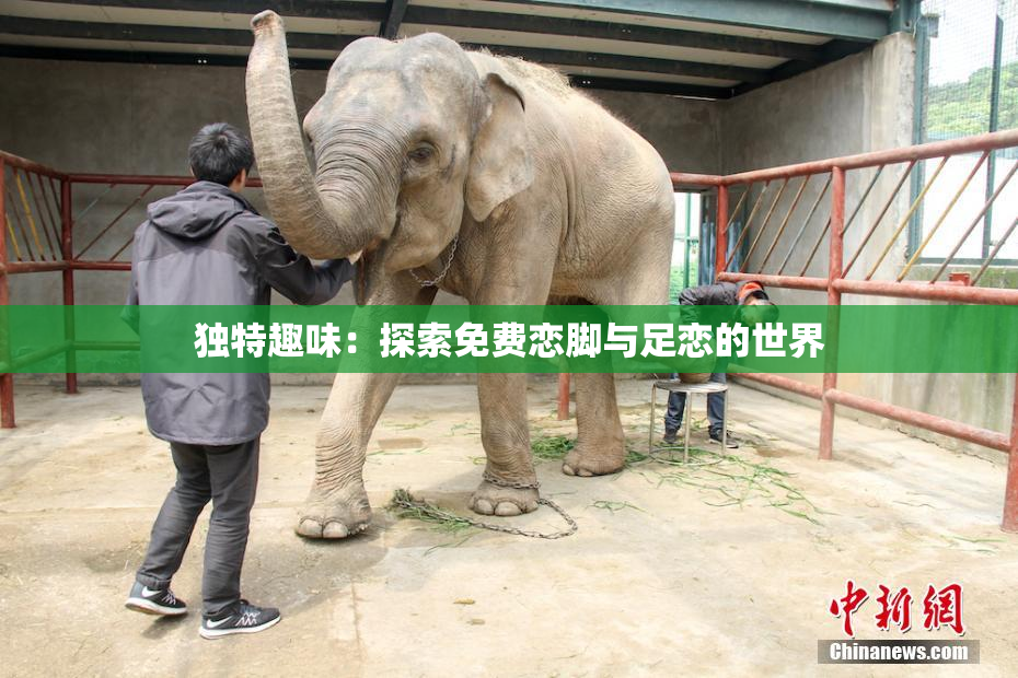 独特趣味：探索免费恋脚与足恋的世界