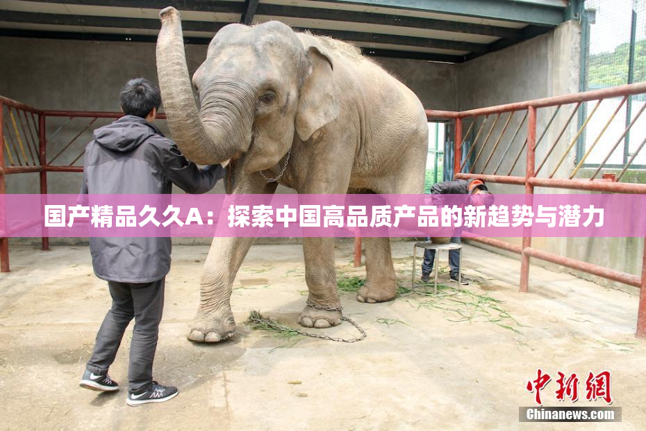 国产精品久久A：探索中国高品质产品的新趋势与潜力