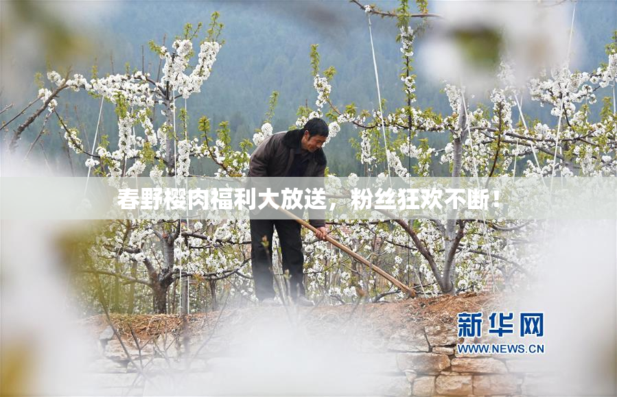 春野樱肉福利大放送，粉丝狂欢不断！