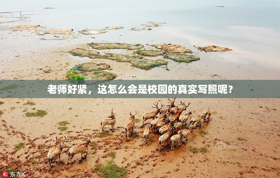 老师好紧，这怎么会是校园的真实写照呢？