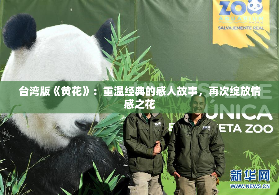 台湾版《黄花》：重温经典的感人故事，再次绽放情感之花