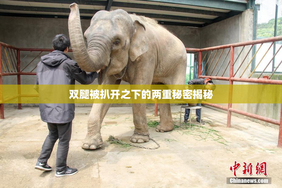 双腿被扒开之下的两重秘密揭秘