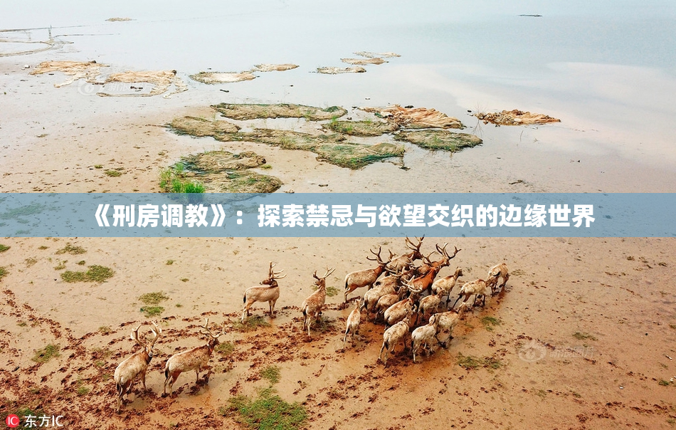 《刑房调教》：探索禁忌与欲望交织的边缘世界