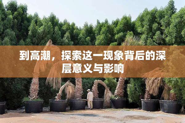 到高潮，探索这一现象背后的深层意义与影响