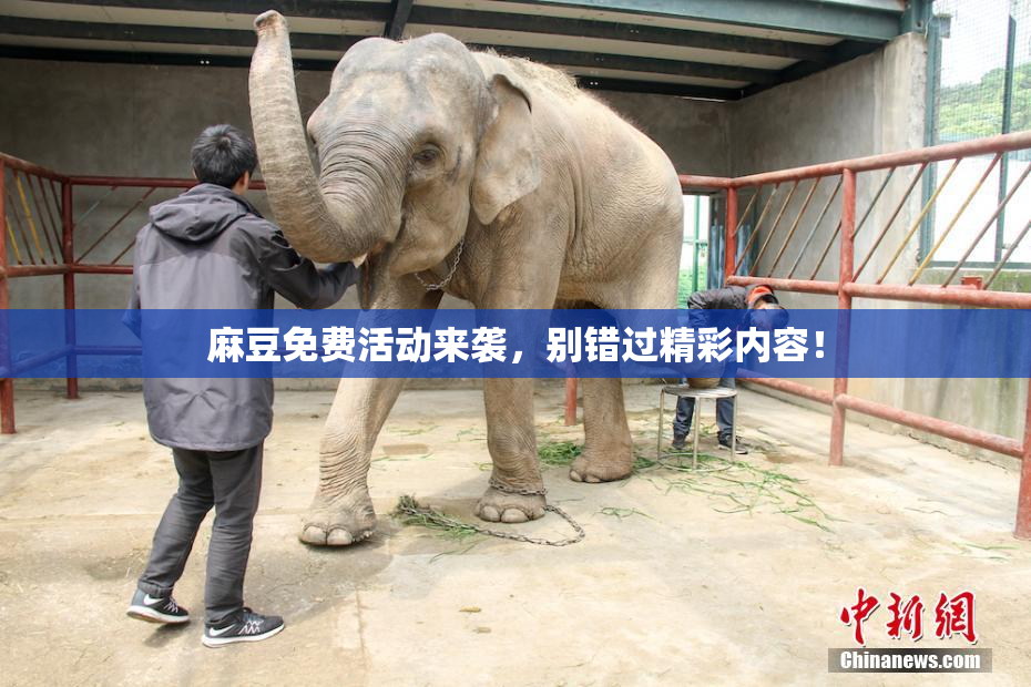 麻豆免费活动来袭，别错过精彩内容！