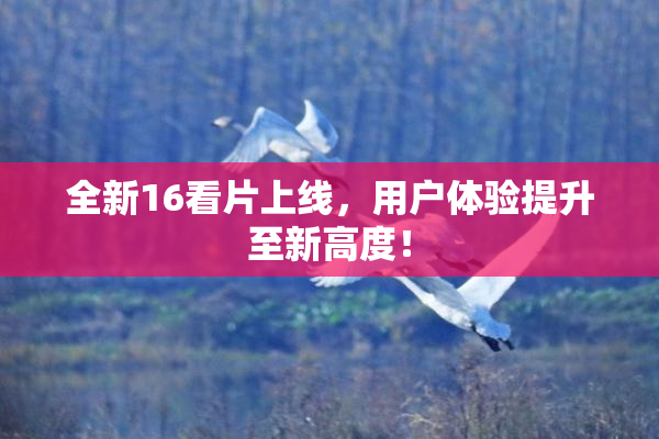 全新16看片上线，用户体验提升至新高度！