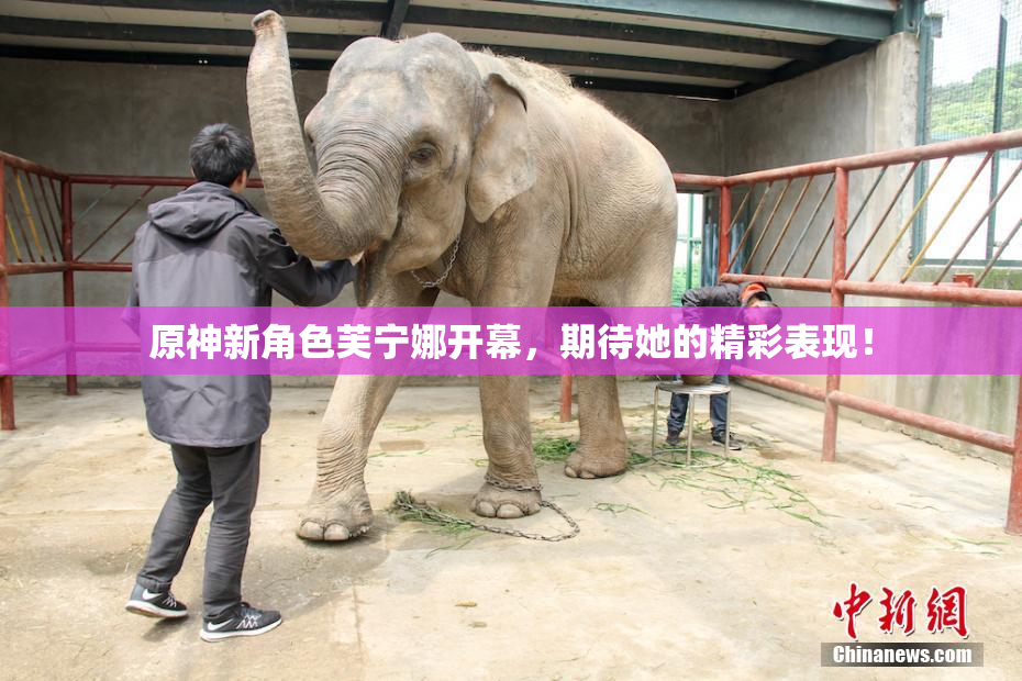 原神新角色芙宁娜开幕，期待她的精彩表现！