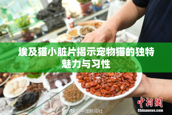 埃及猫小脏片揭示宠物猫的独特魅力与习性