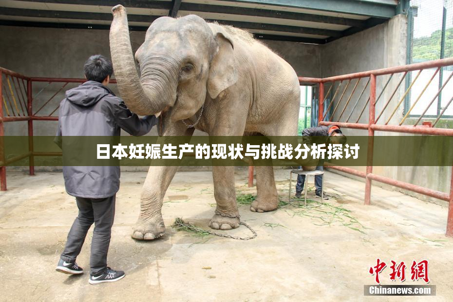 日本妊娠生产的现状与挑战分析探讨