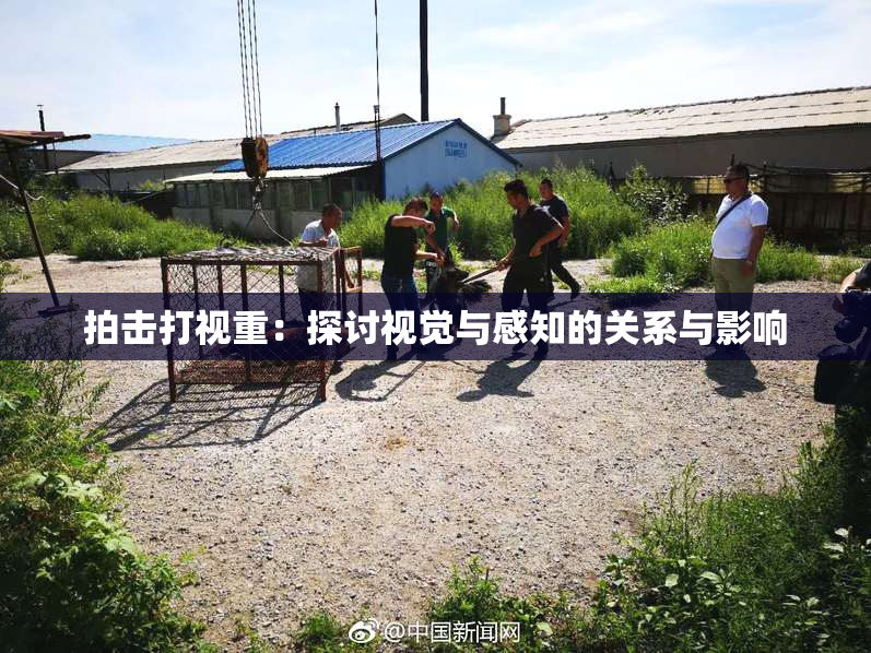拍击打视重：探讨视觉与感知的关系与影响