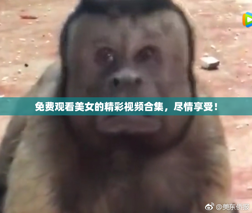 免费观看美女的精彩视频合集，尽情享受！