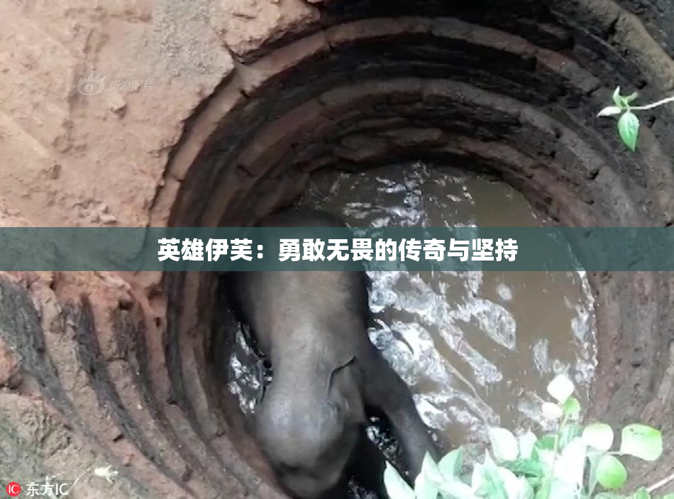 英雄伊芙：勇敢无畏的传奇与坚持