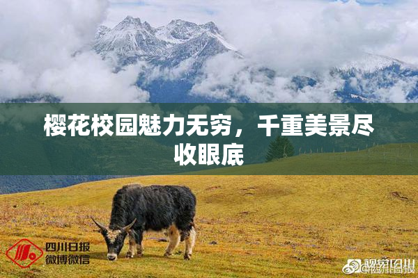 樱花校园魅力无穷，千重美景尽收眼底