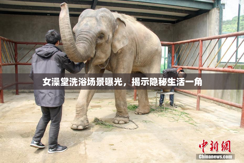 女澡堂洗浴场景曝光，揭示隐秘生活一角