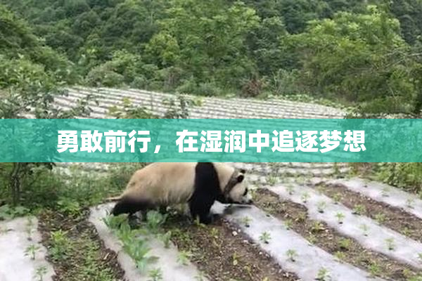 勇敢前行，在湿润中追逐梦想