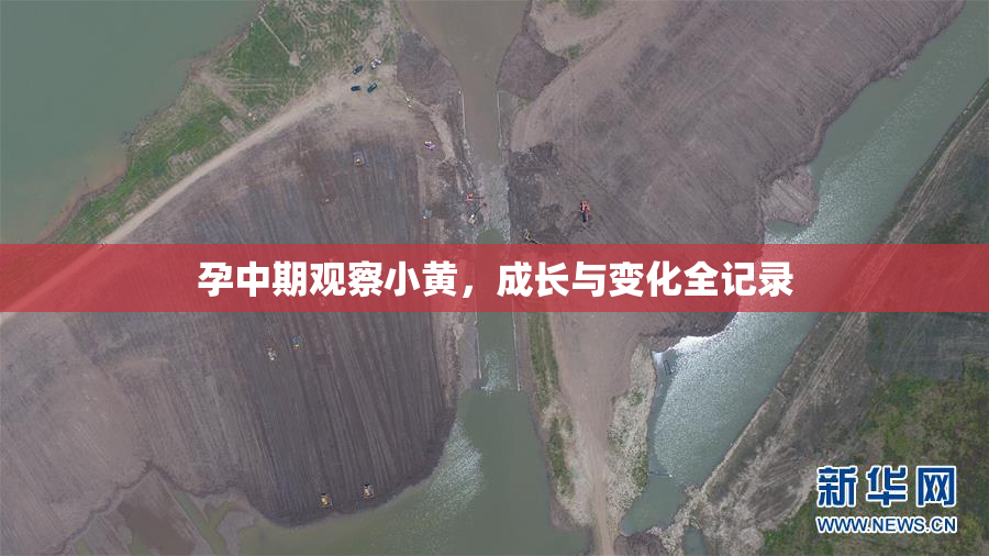 孕中期观察小黄，成长与变化全记录