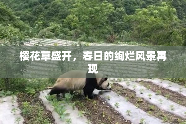 樱花草盛开，春日的绚烂风景再现