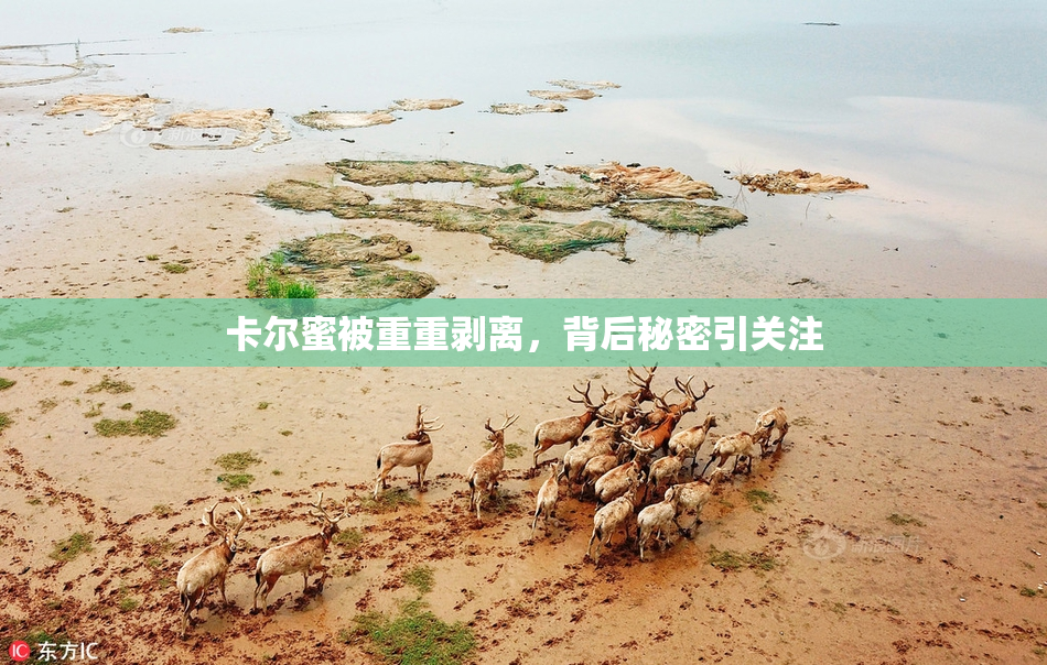 卡尔蜜被重重剥离，背后秘密引关注