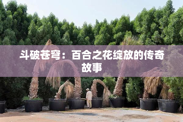斗破苍穹：百合之花绽放的传奇故事