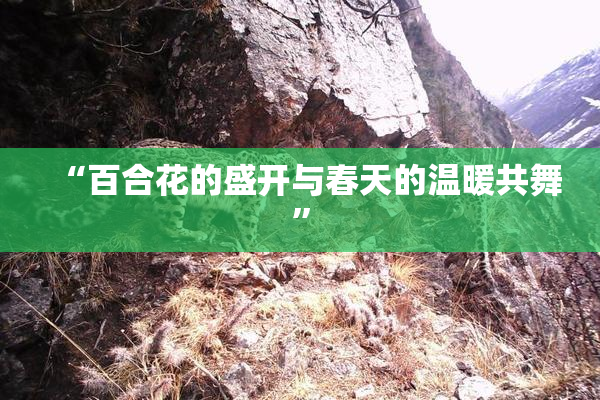 “百合花的盛开与春天的温暖共舞”