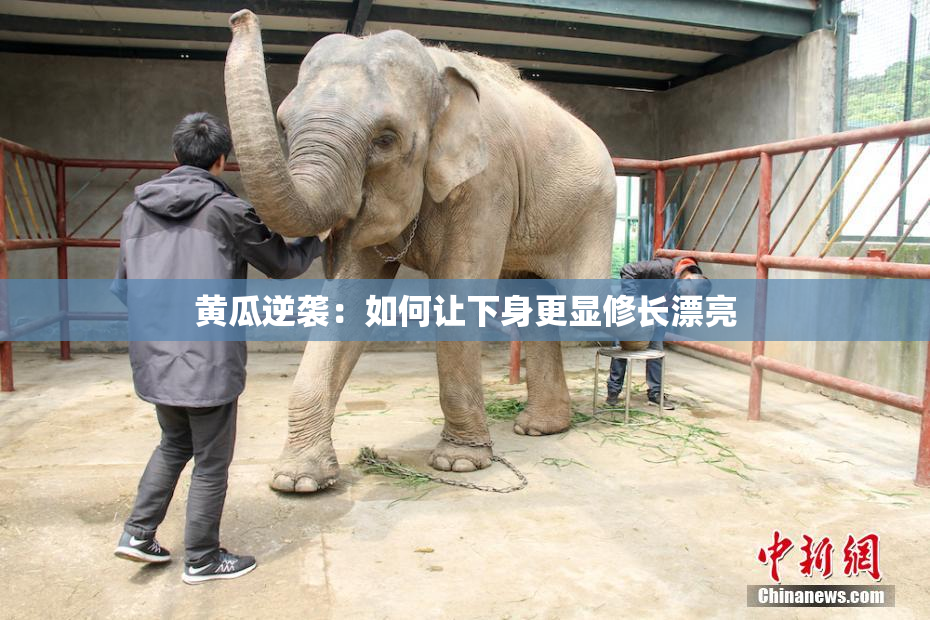 黄瓜逆袭：如何让下身更显修长漂亮