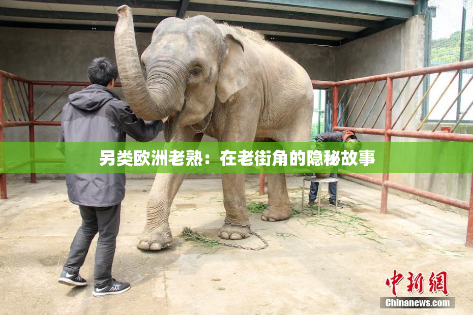 另类欧洲老熟：在老街角的隐秘故事